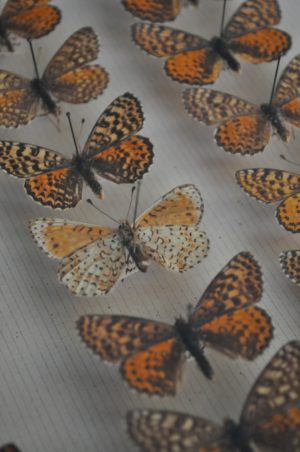case of butterflies