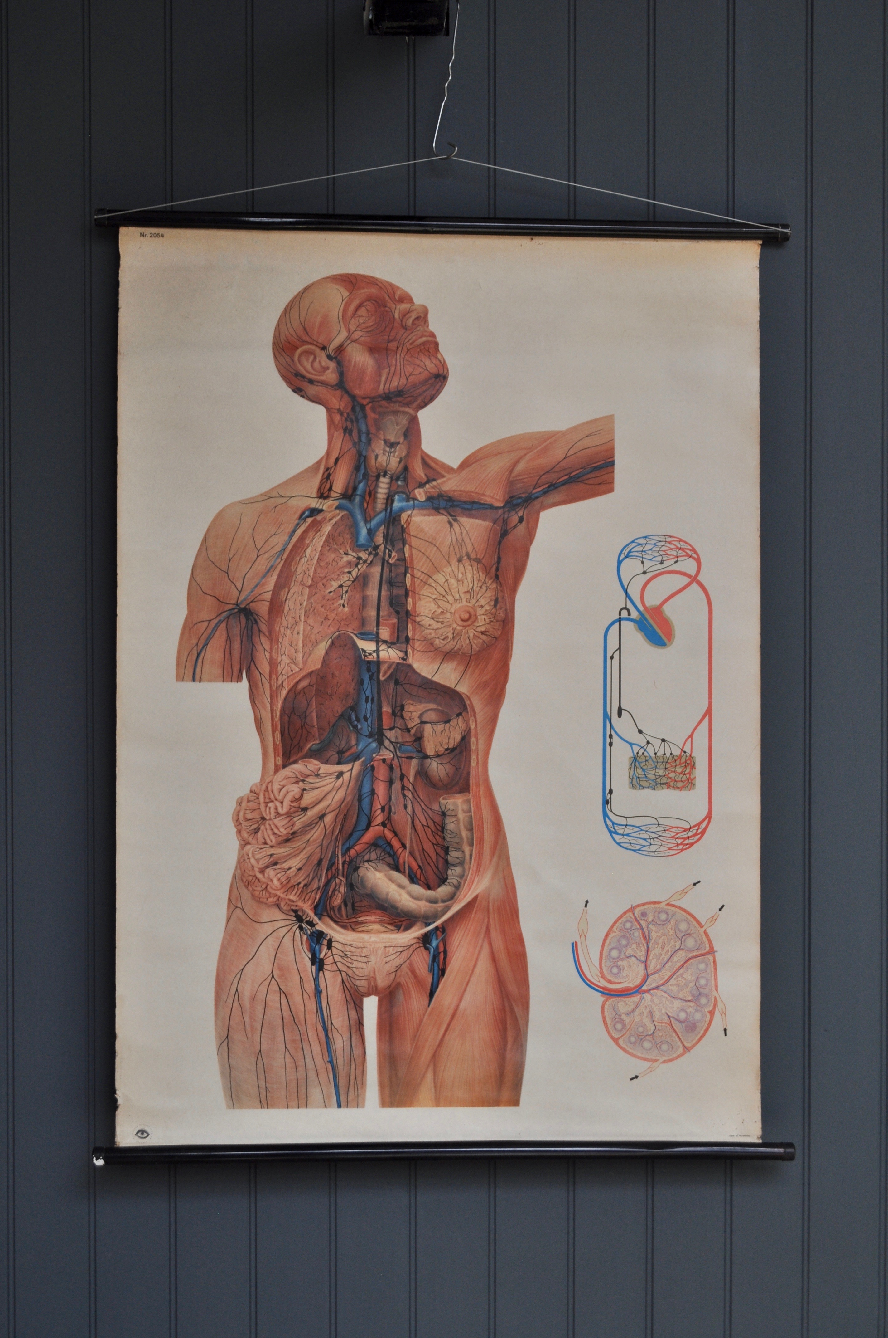 Educational anatomical chart - B Southgate
